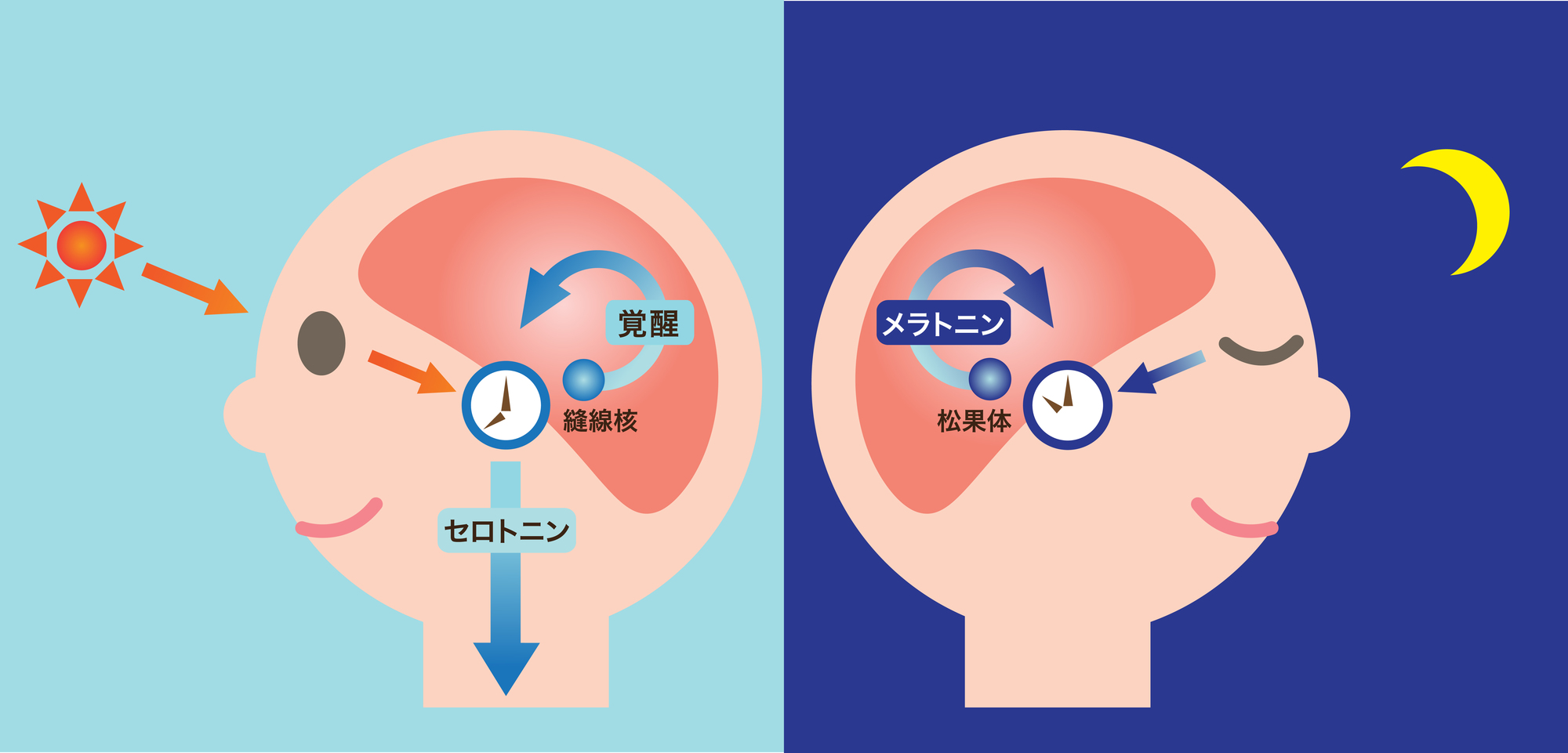 睡眠に関わるセロトニンとメラトニンの仕組みを解説したイラスト｜朝起きられない人に重要なホルモンバランスを堺そらはねメンタルクリニックが紹介